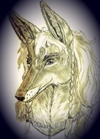 Ailanreanter's Gallery