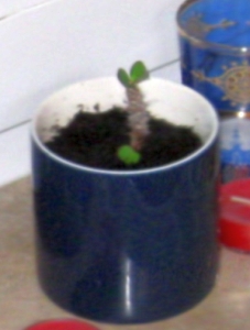 Crown-of-Thorns as a baby-plant in 2008