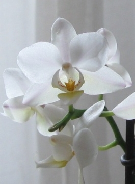 white Mini-Phaleanopsis